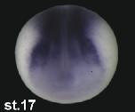 Expression Image