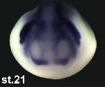 Expression Image