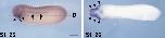 Expression Image
