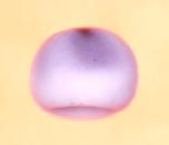 Expression Image