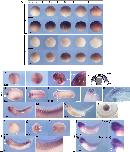 Expression Image