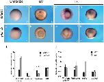 Expression Image