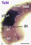 Expression Image