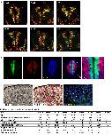 Expression Image