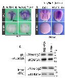 Expression Image