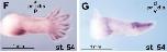 Expression Image