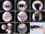 Expression Image