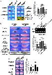 Expression Image