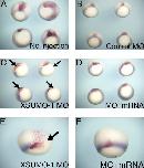 Expression Image