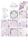 Expression Image