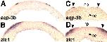 Expression Image