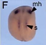 Expression Image