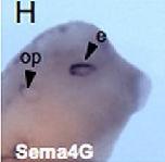 Expression Image