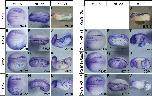 Expression Image