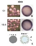 Expression Image