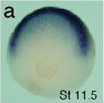 Expression Image