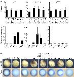 Expression Image