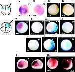 Expression Image