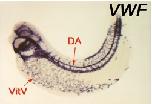Expression Image